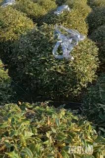 冠幅150厘米金边胡颓子球