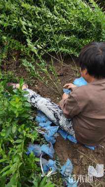 高度70厘米水蜡