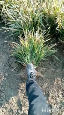 高度30厘米金边麦冬