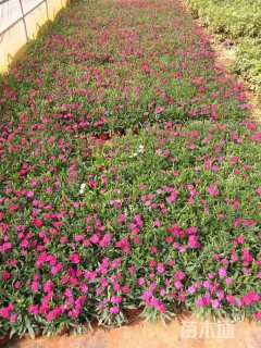 高度20厘米石竹