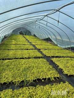 高度5厘米金叶过路黄