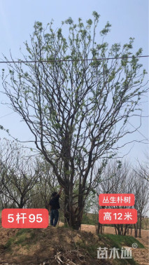 30公分朴树