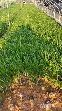 高度25厘米百子莲