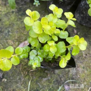 高度10厘米过路黄