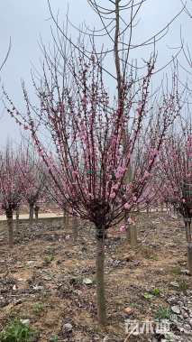 高度250厘米红叶榆叶梅