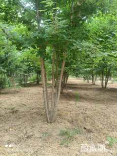 高度700厘米丛生美国红枫