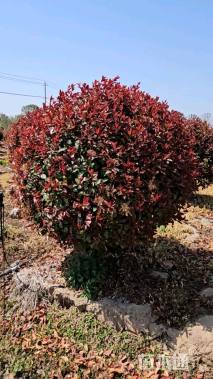 冠幅2.5厘米红叶石楠球