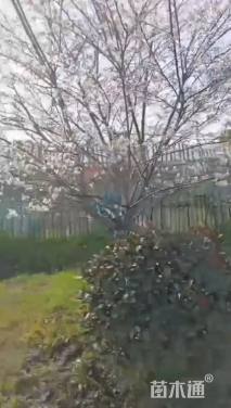 15公分染井吉野樱