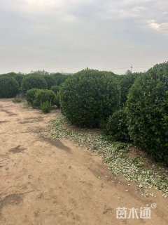 冠幅190厘米卫矛球