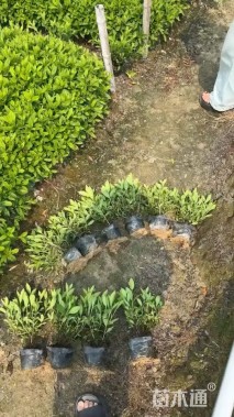 高度25厘米毛鹃小苗