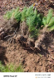 高度80厘米油松