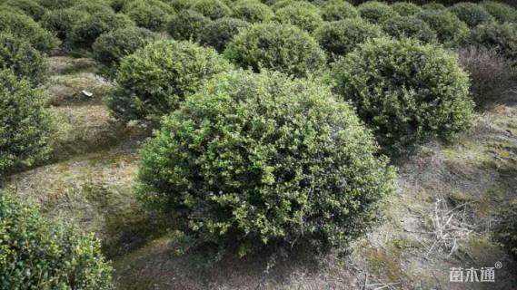 冠幅110厘米龟甲冬青球