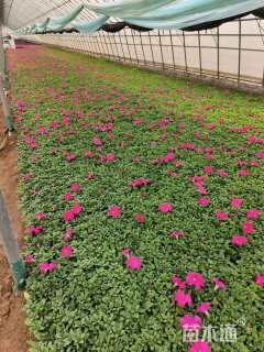 高度10厘米牵牛