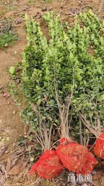 高度150厘米北海道黄杨