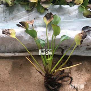 高度15厘米睡莲