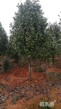 高度250厘米茶花