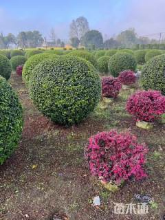 冠幅100厘米小叶女贞球