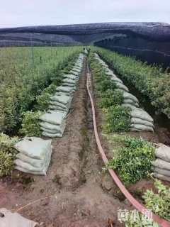 高度40厘米金边黄杨小苗