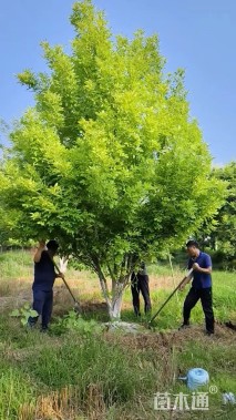 高度300厘米丛生金叶白蜡