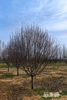 18公分绚丽海棠