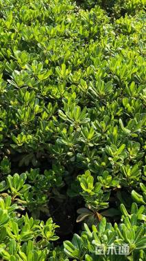 高度40厘米海桐