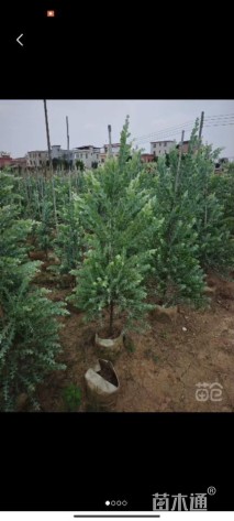 高度120厘米银叶金合欢