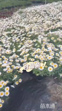 高度25厘米白晶菊