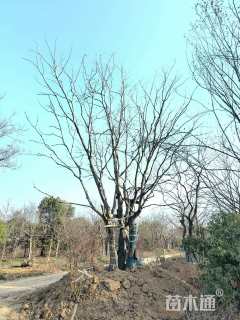 90公分(5杆)丛生乌桕