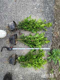 高度40厘米小叶黄杨