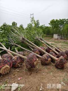 12公分速生白蜡