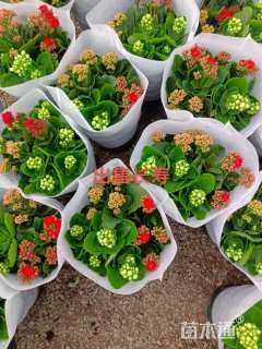 高度15厘米长寿花