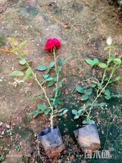 高度30厘米大花月季