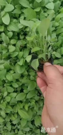 高度20厘米黑心菊