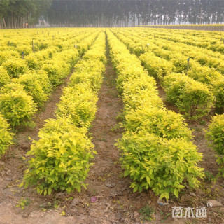 冠幅180厘米金叶榆球