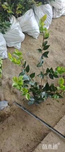 高度35厘米茶梅