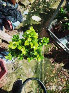 高度80厘米金钱榕