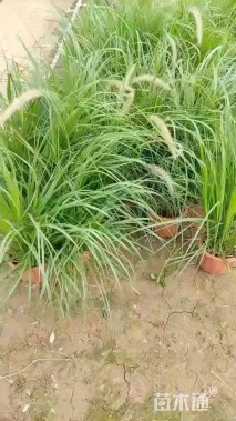 高度50厘米金红羽狼尾草