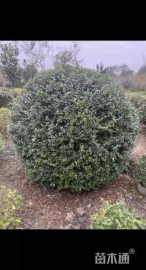 冠幅200厘米小叶女贞球