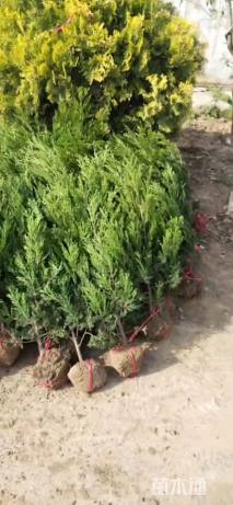 高度100厘米蜀桧柏