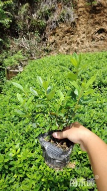 高度20厘米杜鹃