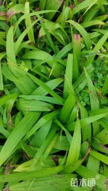 高度25厘米白芨