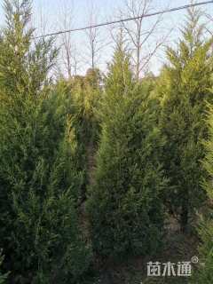 高度170厘米蜀桧