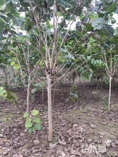 高度180厘米紫荆