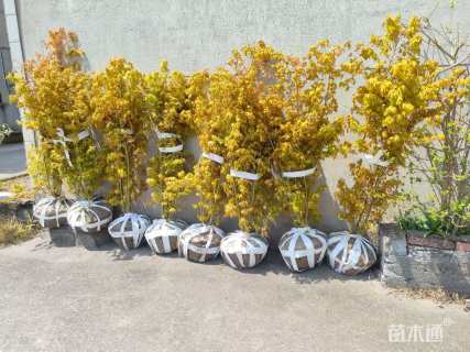 1公分袖锦黄金枫