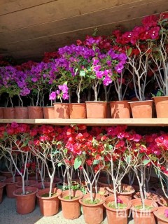 高度40厘米三角梅