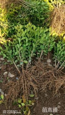 高度20厘米小叶黄杨