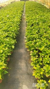 高度30厘米绣球