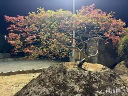 高度200厘米羽毛枫