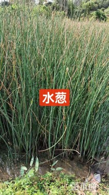 高度50厘米梭鱼草