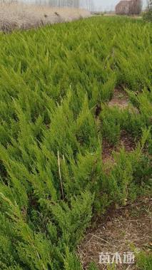 高度45厘米沙地柏